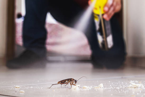 Best Spider Control Near Me  in Cortland, NY